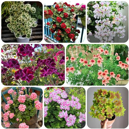 semi di geranio, resistenti geranio all'esterno da balcone perenni resistenti di recisi decorazione da giardino per esterni, 100pcs