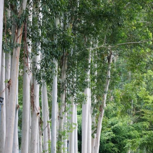 EukalyptusSamen, topfpflanzen draußen winterhart pflanzensamen garten geschenk gartenpflanzen exotische 800pcs