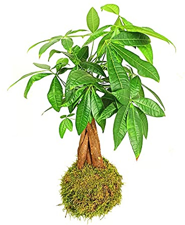 Garden Center Shop | Kokedama Colgante de Pachira 40 cm | Arte Botánico Japonés Vivo | Raíz Trenzada de Feng Shui | Decoración Premium con Energía Natural | GUIA DE CUIDADOS