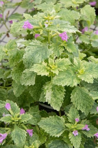 Calamintha grandiflora 9x9 cm Topf – Winterhart, Mehrjährig, Pflegeleicht – Großblütige Bergminze – Staude für Beet & Steingarten