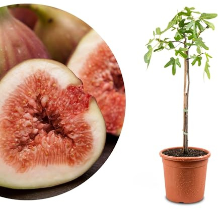 Meine Orangerie - Winterharter Feigenbaum - Echte Feige - Ficus Carica - Bornholmfeige - winterharte Feige in Gärtnerqualität - Fig tree - Feigenbaum selbstbefruchtend
