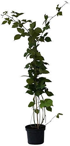 Brombeere Black Satin, süße saftige aromatische Beeren, stachellos ca. 60 cm im 3 Liter Topf