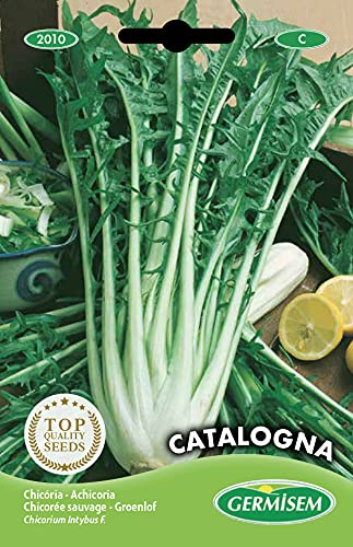 Germisem Radicchio CATALOGNA, mehrfarbig, EC2010