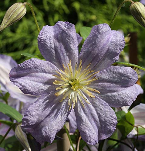 Robuste Waldrebe Prince Charles 100-125cm - Clematis viticella