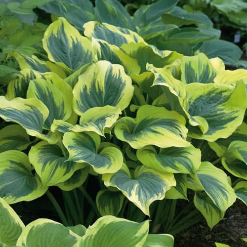 Carbeth Plants – 2 x Hosta ‘Liberty’ in 9cm Pots – Hardy Herbaceous Perennials – Shade-Loving Foliage Plants Ready to Plant