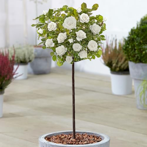 Weiß Standardstamm Bunte Rosenpflanzen für den Außenbereich, blühende Gartenrosen in Pflanzgefäßen (120-140cm)