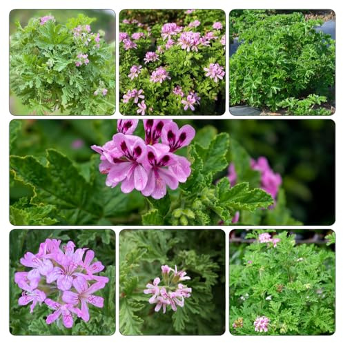 geranio perfumado - Pelargonium graveolens semillas silvestres Balcón parterre jardín silvestres resistentes 100pcs