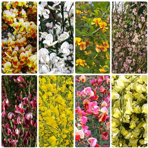 semillas de retama variedades antiguas resistentes de semillas silvestres exótico balcón Decoraciones jardín exteriores 600pcs