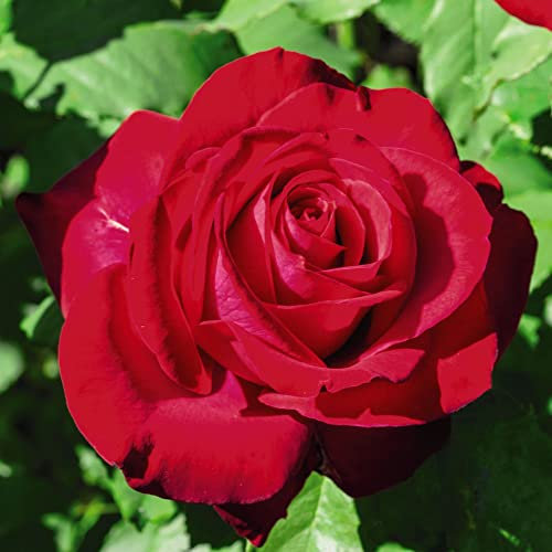 Red Rose Flower 'Scented Double’ Rosa Hardy Shrub Fragrant Double Blooms Easy to Grow Your Own Garden Flowers, Supplied As 1x Bare Root Plant by Thompson & Morgan (Red)