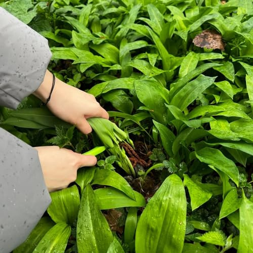 semillas de ajo silvestre perenne - jardín decoración al para el balcón cobertura del suelo cocina 200pcs