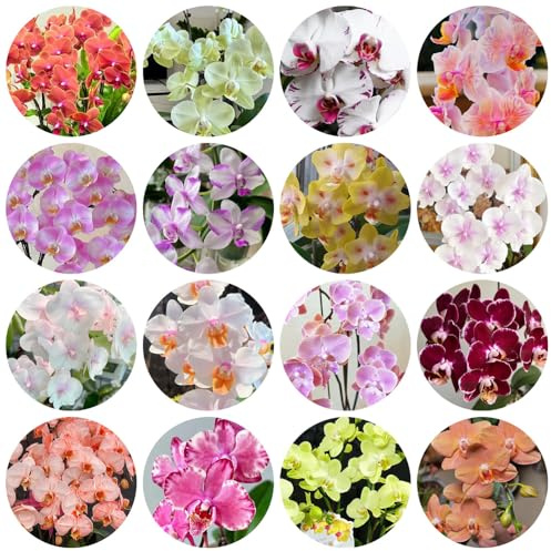 semi di orchidea Phalaenopsis, balcone, resistenti per perenni del soggiorno vecchie varietà aiuole rialzate 750pcs