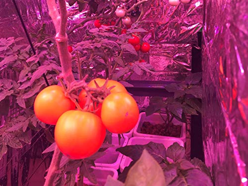 Garage Aquaponics: Grow Your Own Food (Indoor Aquaponics Book 1)