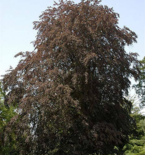 Blutbuche 40-60cm - Fagus sylvatica - lebende Gartenpflanze aus den Baumschulen
