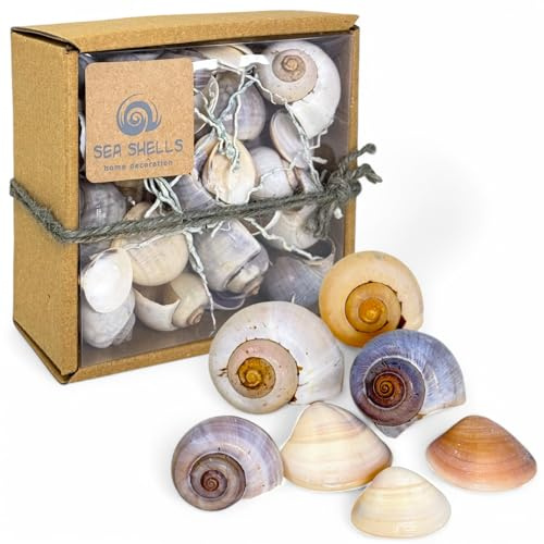 MIJOMA Deko Muschelset – Natürliche Muscheln für kreative Dekoration – Perfekt für Maritime Themen, Hochzeiten & DIY-Projekte (Grau, Kleine Box - ca. 35 Stück)