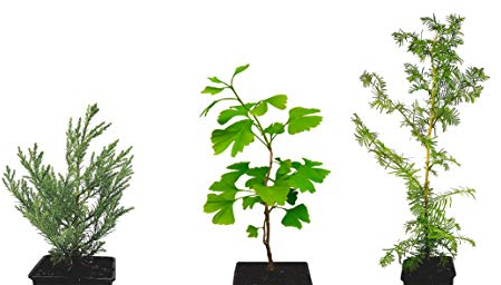 Seedeo 3 Pflanzen aus der Zeit der Dinosaurier