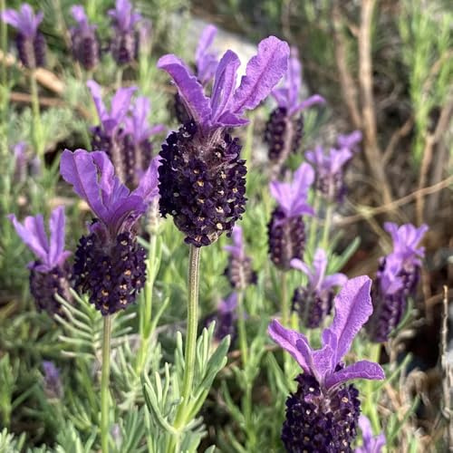 semillas de lavanda - resistentes pleno sol invernadero interior balcón exóticas exterior Decoraciones 600pcs