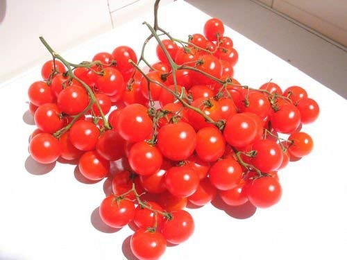 Wunder-Tomate -Riesentraube- 10 Samen