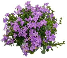 Flor de Campanula Natural en Maceta Planta de Exterior e Interior con Flores Vivas