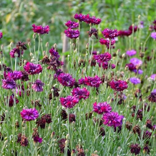 Semillas de aciano perenne resistente, siembra de otoño centaurea cianus, resistentes semillas de cobertura 400pcs