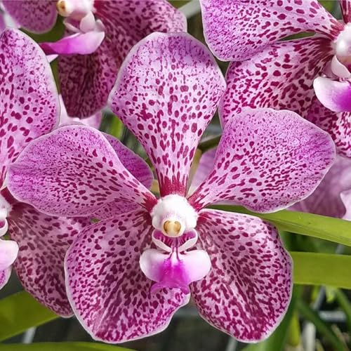Cymbidium,Vari Colori,perenni,splendente e vivace,Ambiente Paesaggistico,Decorazione del giardino.-3Cymbidium pezzo-B