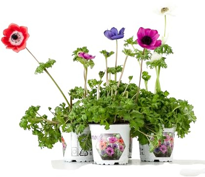 Flor de Anémona | Pack 4 Plantas | Flores Naturales | Plantas de Exterior