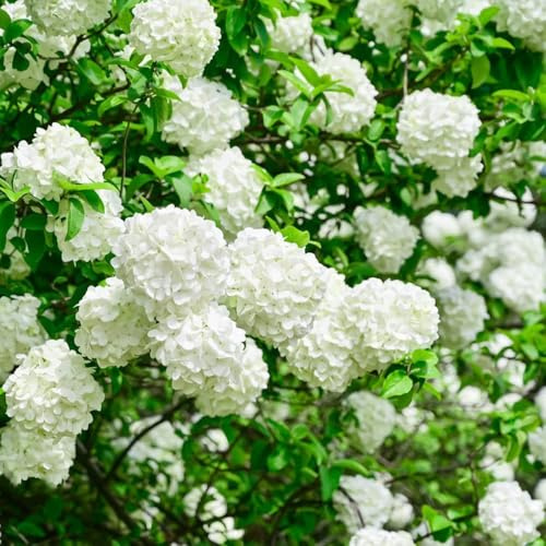 550 pezzi semi di ortensia - resistenti per giardino giardino decorazione semi resistenti