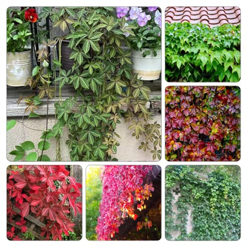 semi Parthenocissus tricuspidata - giardino resistenti esterno vaso decorazione Aiuole rialzate giardino tetti verdi ufficio ufficio 250pcs