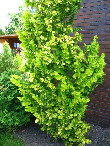 Goldulme Ulmus carpinifolia Wredei 80-100 cm hoch 5 L Topf | Winterhart, schnellwachsend & anpassungsfähig – leuchtendes Laub, schnittverträglich, als Solitär & Blickfang