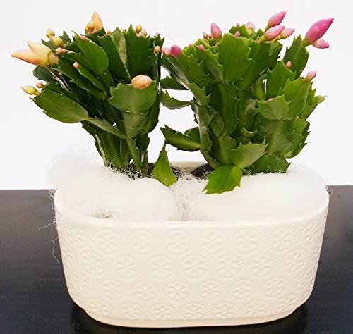 POWERS TO FLOWERS - SCHLUMBERGERA IN VASO CERAMICA, Natalina, Pasqualina, Rhipsalis, pianta vera in COMPOSIZIONE