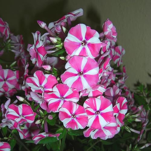 Phloxrhizome : Phlox - Flammenblumen  Windmill  winterhart 1 Rhizom