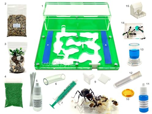 Ant Farm - Acryl Ameisenfarm 15x15x1,3 cm mit Deckel | Schaumstoff-Feuchtigkeitssystem | Free Ameisen enthalten