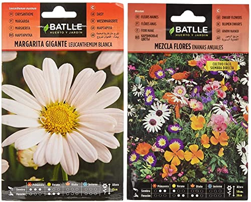 Marg. Gigante blanca Leucantemum & Mezcla Flores ENANAS anuales, Multicolor