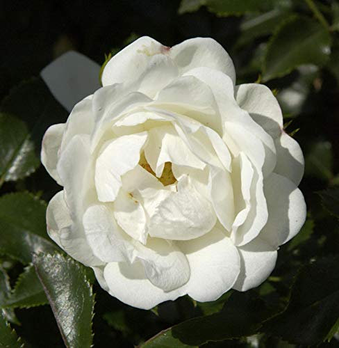 Hochstamm Rose Innocencia® 60-80cm - lebende Gartenpflanze aus den Baumschulen