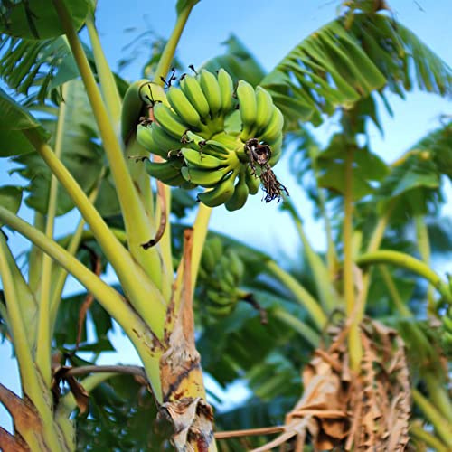 bananensamen bananenbaum säulenobstbäume bananenpflanze winterhart winterharte kübelpflanzen obstbäume steingartenpflanzen winterhart garten hochbeet baumsamen bananen balkon deko 50samen