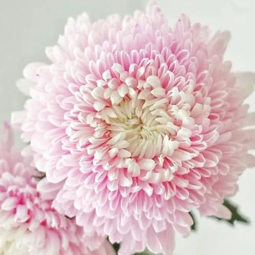 Semi di crisantemo, da balcone semi di come per gli ospiti semi di decorazione da giardino per esterni da giardino roccioso 300pcs