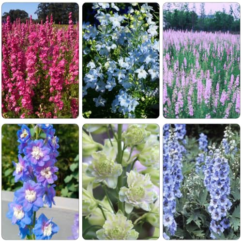 delphinium semi di selvatico semi balcone perenne resistente primavera interni esotici 450pcs