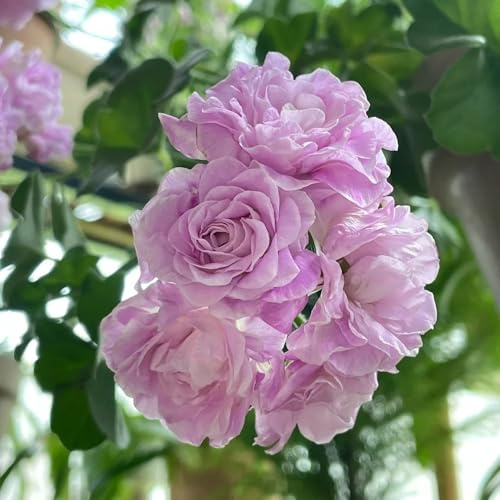 semi di geranio giardino roccioso balcone, resistenti 65pcs