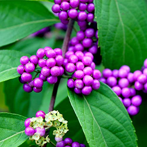 Callicarpa Bodinieri Giraldii Profusion/Beautyberry in 9cm Pot, Purple Berries 3fatpigs®