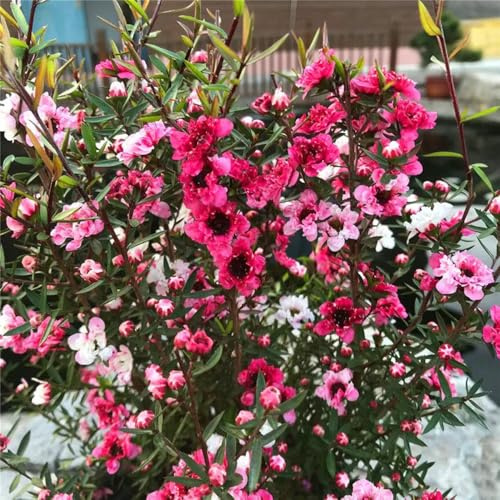manuka indoor kräutergarten frühlingsblumen extrem winterharte kübelpflanzen gartensamen kräutersamen wildblumensamen bonsaibaum immergrüne mehrjährige blumensamen herbstpflanzen 250samen