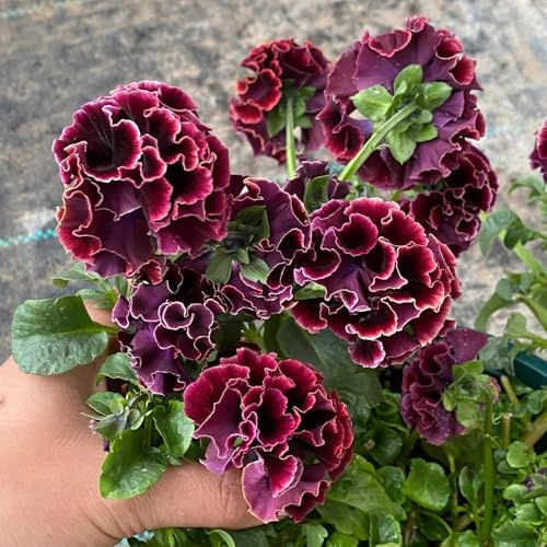 viola cornuta, giardino in pieno sole vecchie varietà balcone resistenti balcone selvatici recisi in vaso 100semi