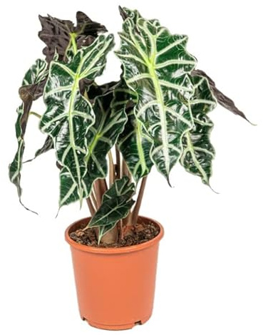 Oreja de Elefante o Alocasi Planta Natural Perfecta para Aquellos que Buscan Algo Único y Diferente
