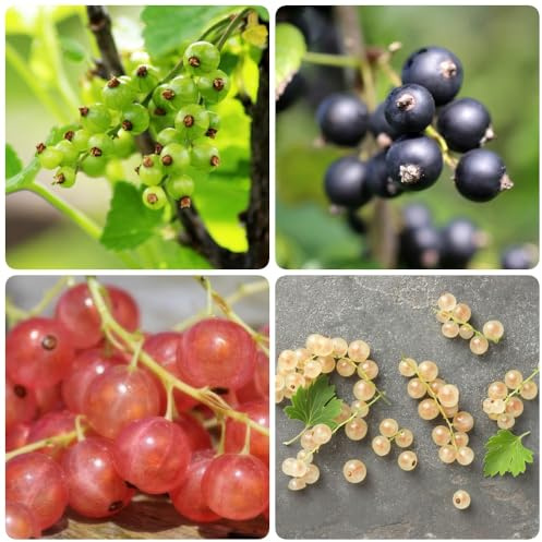 semi di uva spina, esotiche resistenti Uva spina, di ribes semi di per il giardino esotici da frutto 100pcs