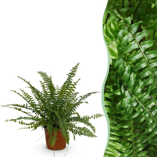 Helecho Nephrolepis Green Lady, Planta de Interior, Verde, Maceta 12 cm