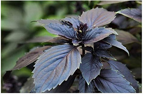 PREMIER SEEDS DIRECT HERB - Basil - Dark Opal - 800 Seeds - Organic/BIO