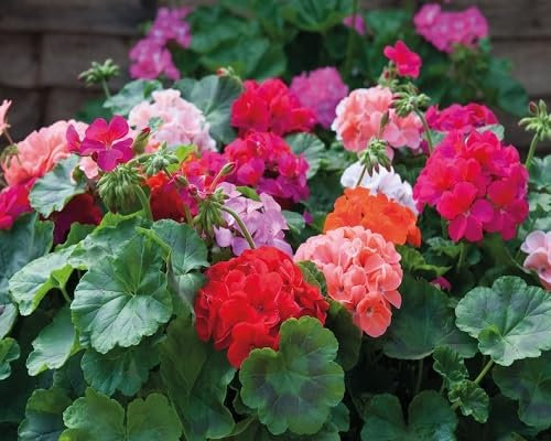 Graines de fleurs de géranium 100 pièces mélangées