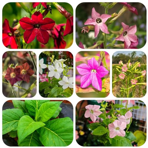 semi di tabacco - giardino, resistenti alla copertura del terreno, biologici, vecchie varietà 120pcs