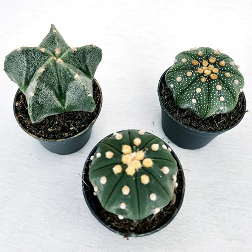 POWERS TO FLOWERS - ASTROPHYTUM NUDUM GREEN, NUDUM COSTELLATION, MYRIOSTIGMA, 3 PIANTE, VASO 8CM, piante vere