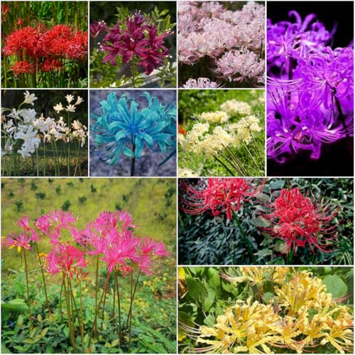 Bulbos de lirio araña - bulbos de perennes resistentes jardín temprana Lycoris radiata verano jardín lirio araña 5pcs