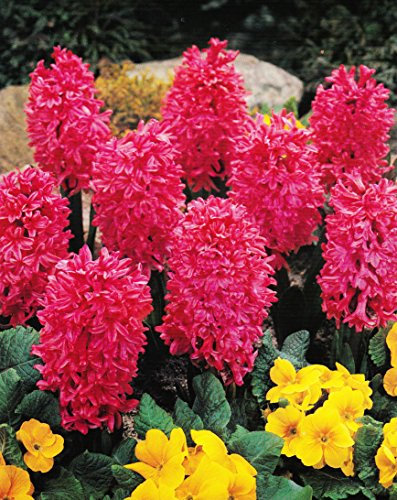 5 Hyazinthen Jan Bos duftend Blumenzwiebeln