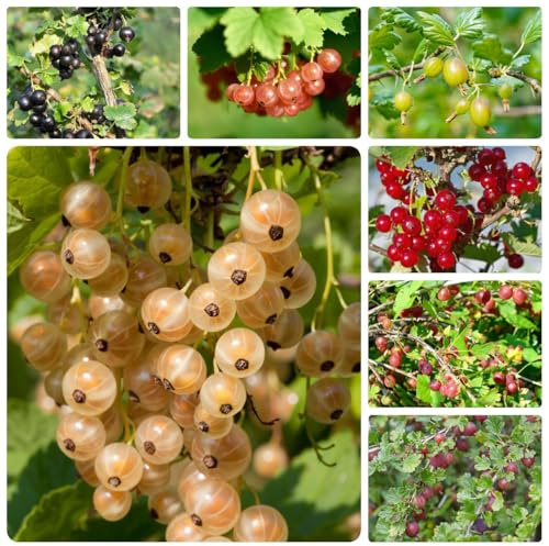 semillas de grosella - interior balcón invernadero afuera resistentes 200pcs